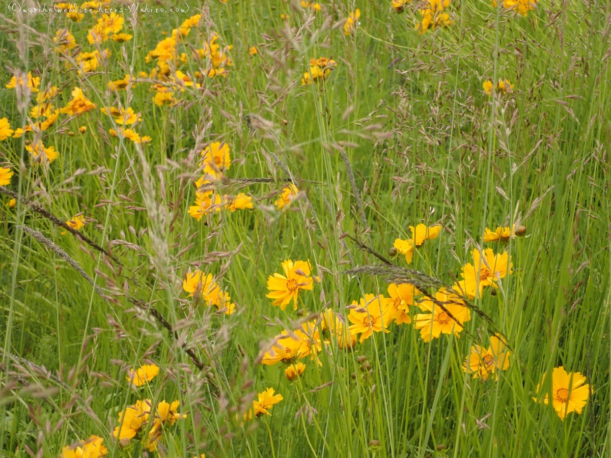 畔の黄色い花 - 02