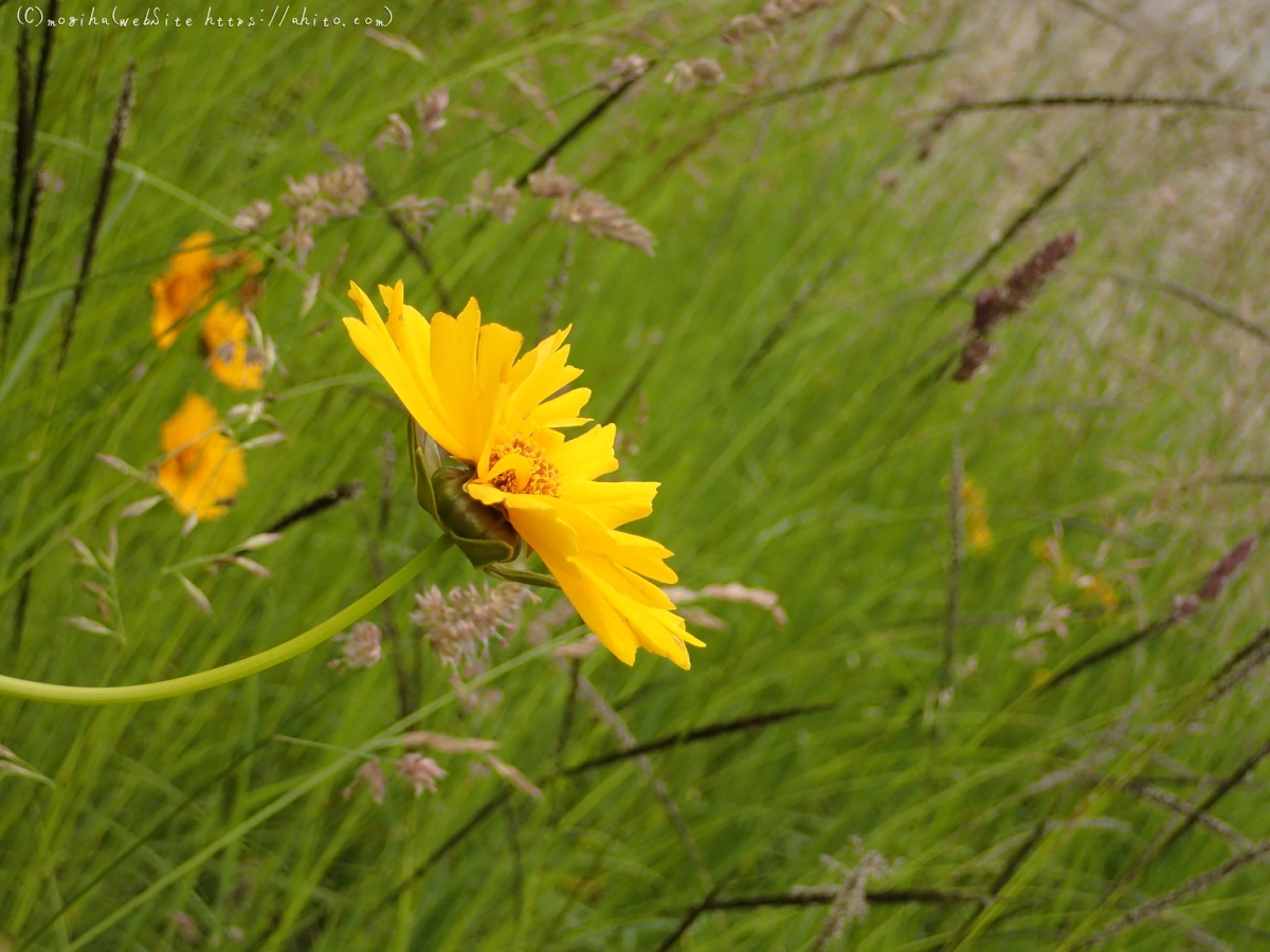 畔の黄色い花 - 07