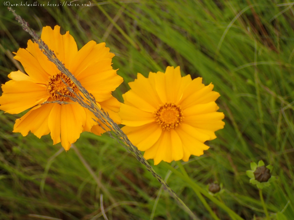 畔の黄色い花 - 12