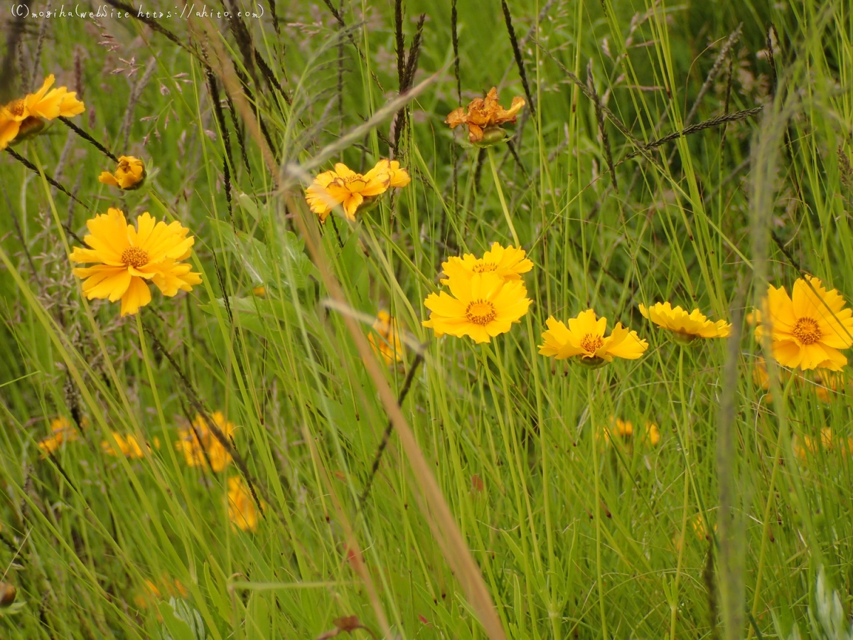 畔の黄色い花 - 13