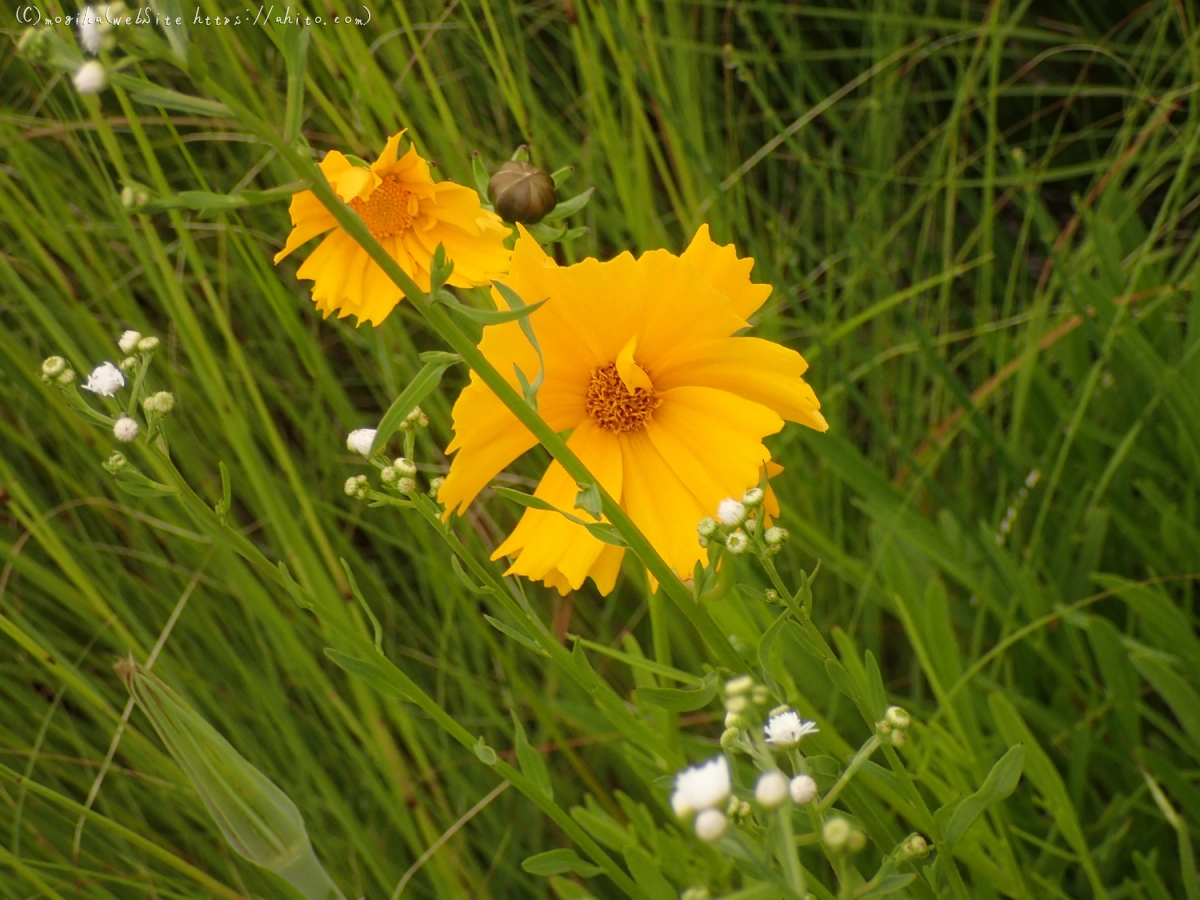畔の黄色い花 - 14