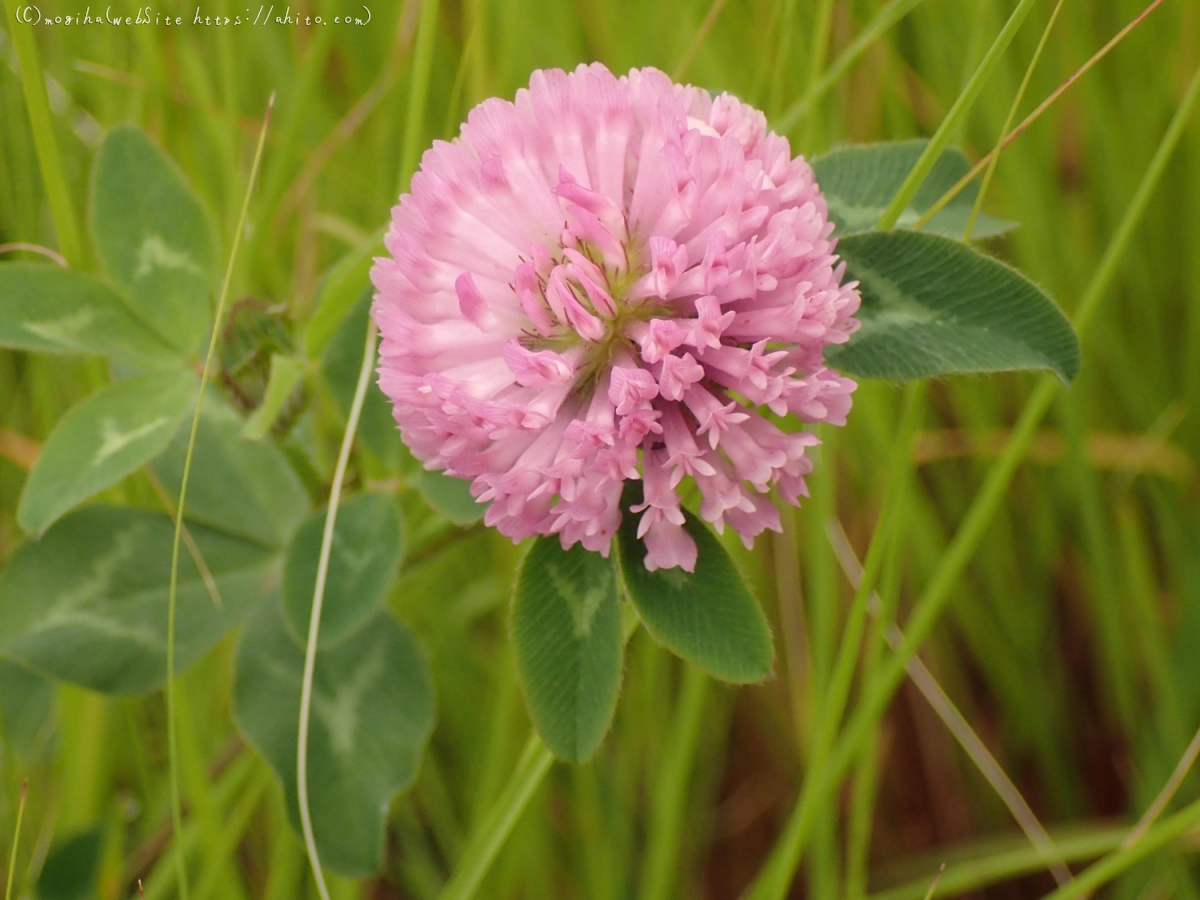 畔の桃色の花 - 06