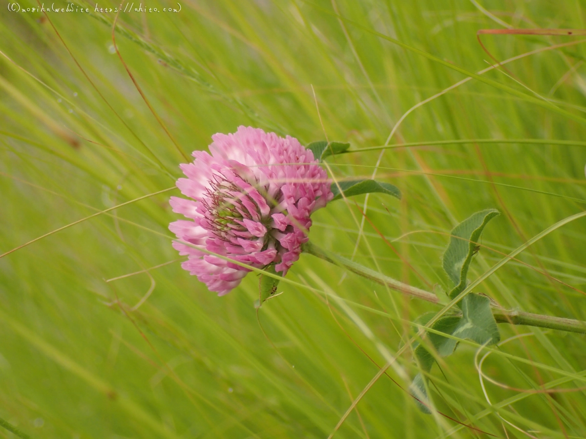畔の桃色の花 - 07