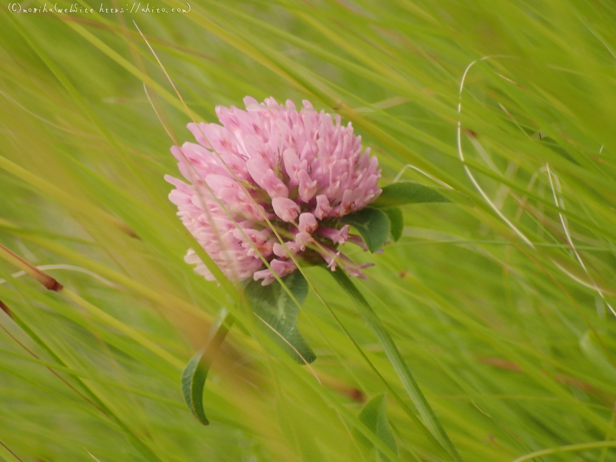 畔の桃色の花 - 08
