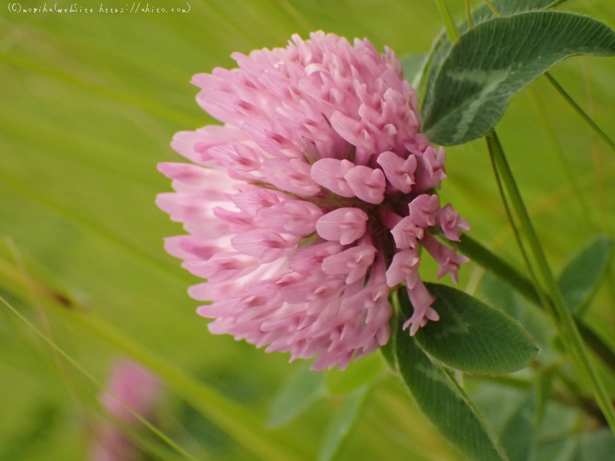 畔の桃色の花 - 10