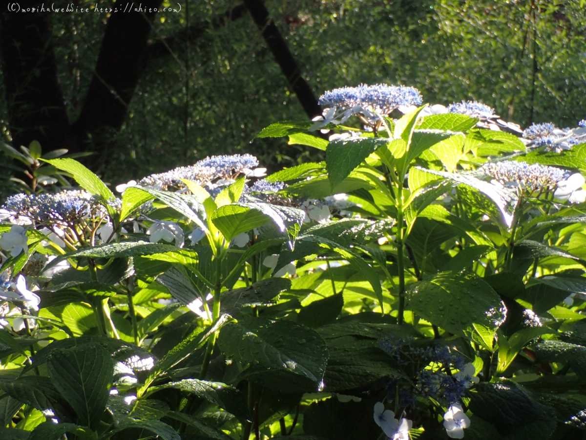 雨のアジサイ - 21