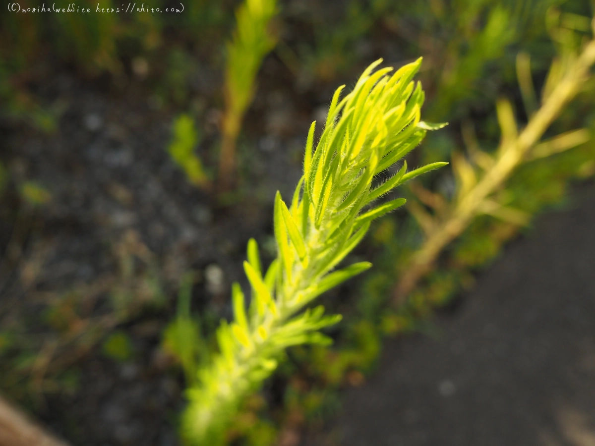 残暑の夏草 - 02