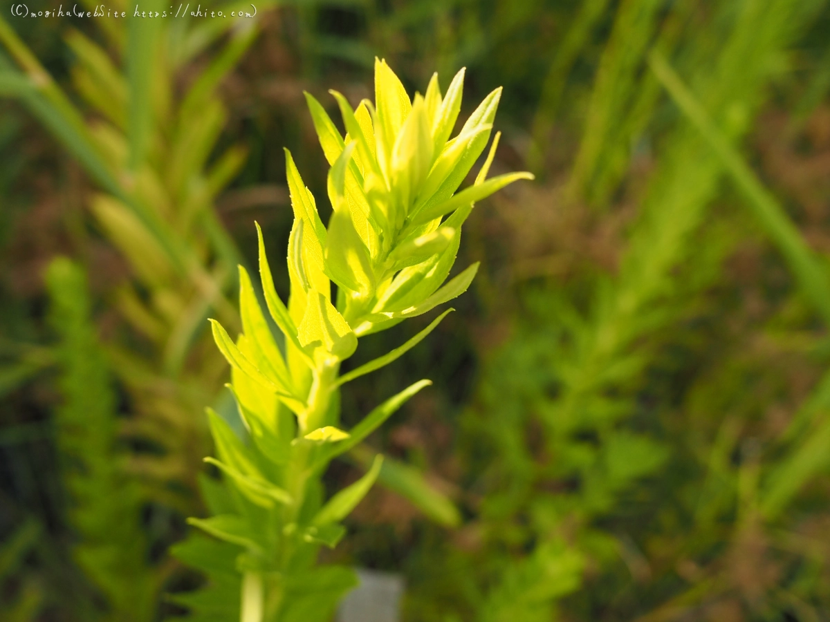 残暑の夏草 - 03