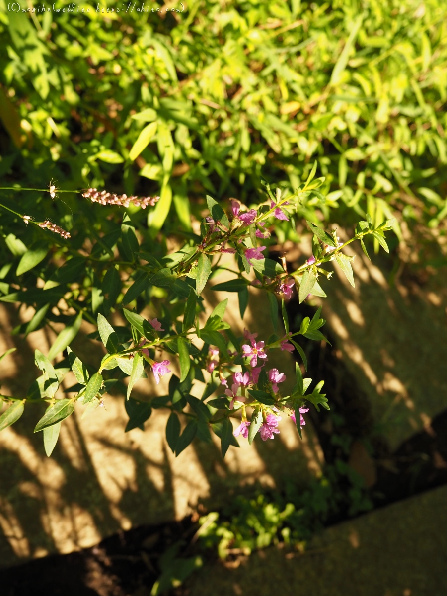 残暑の夏草 - 07