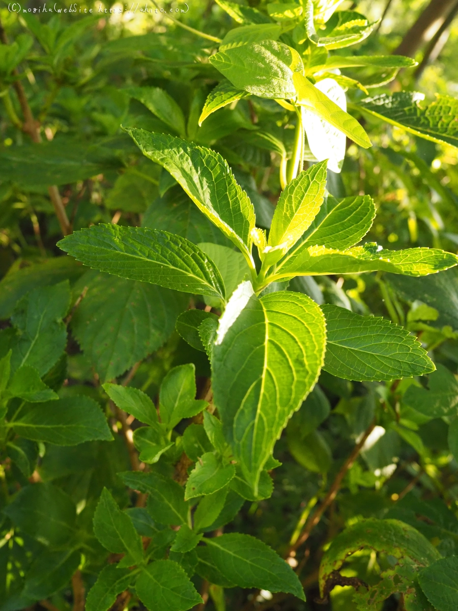 残暑の夏草 - 09