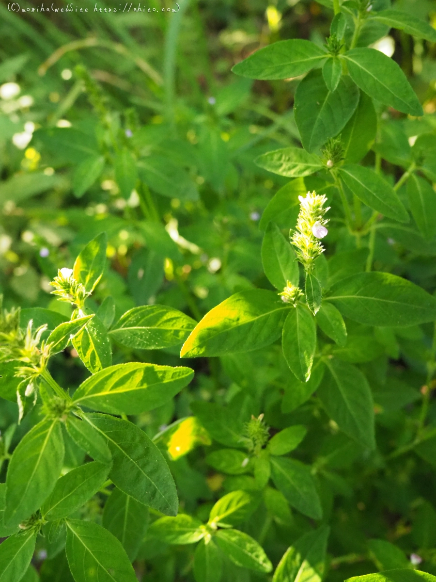 残暑の夏草 - 10