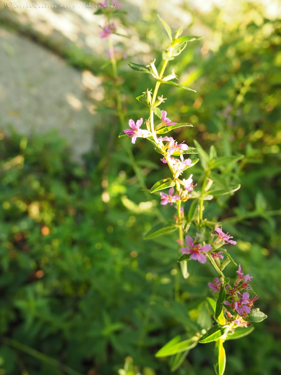 残暑の夏草 - 11