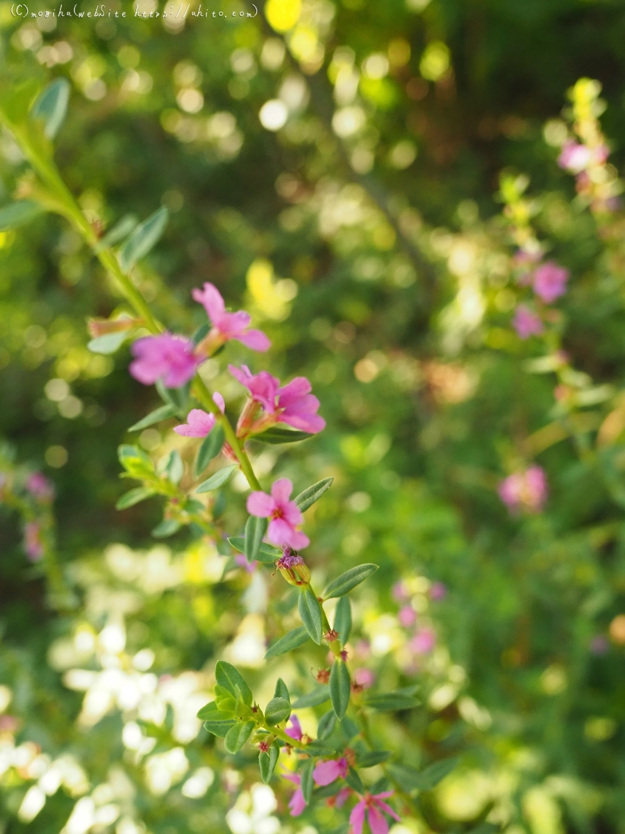 残暑の夏草 - 12