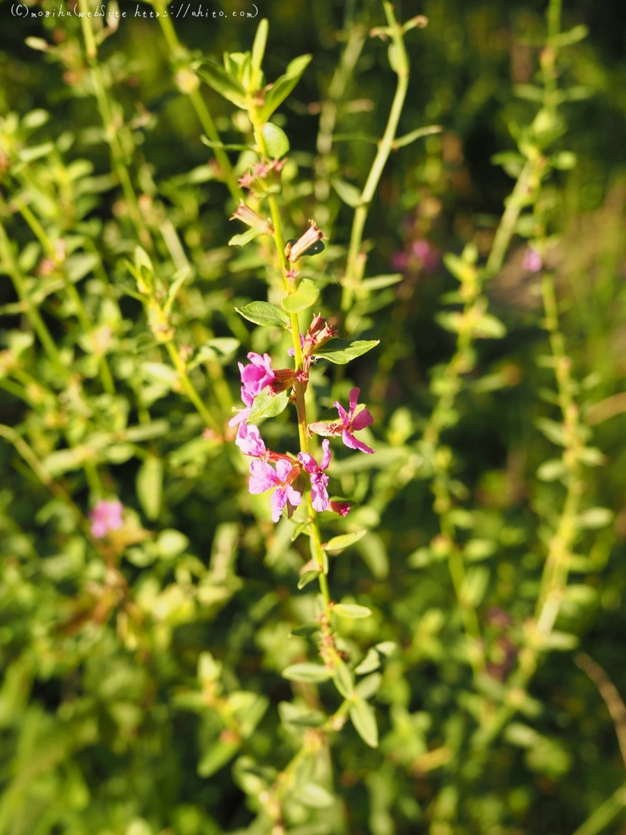 残暑の夏草 - 13