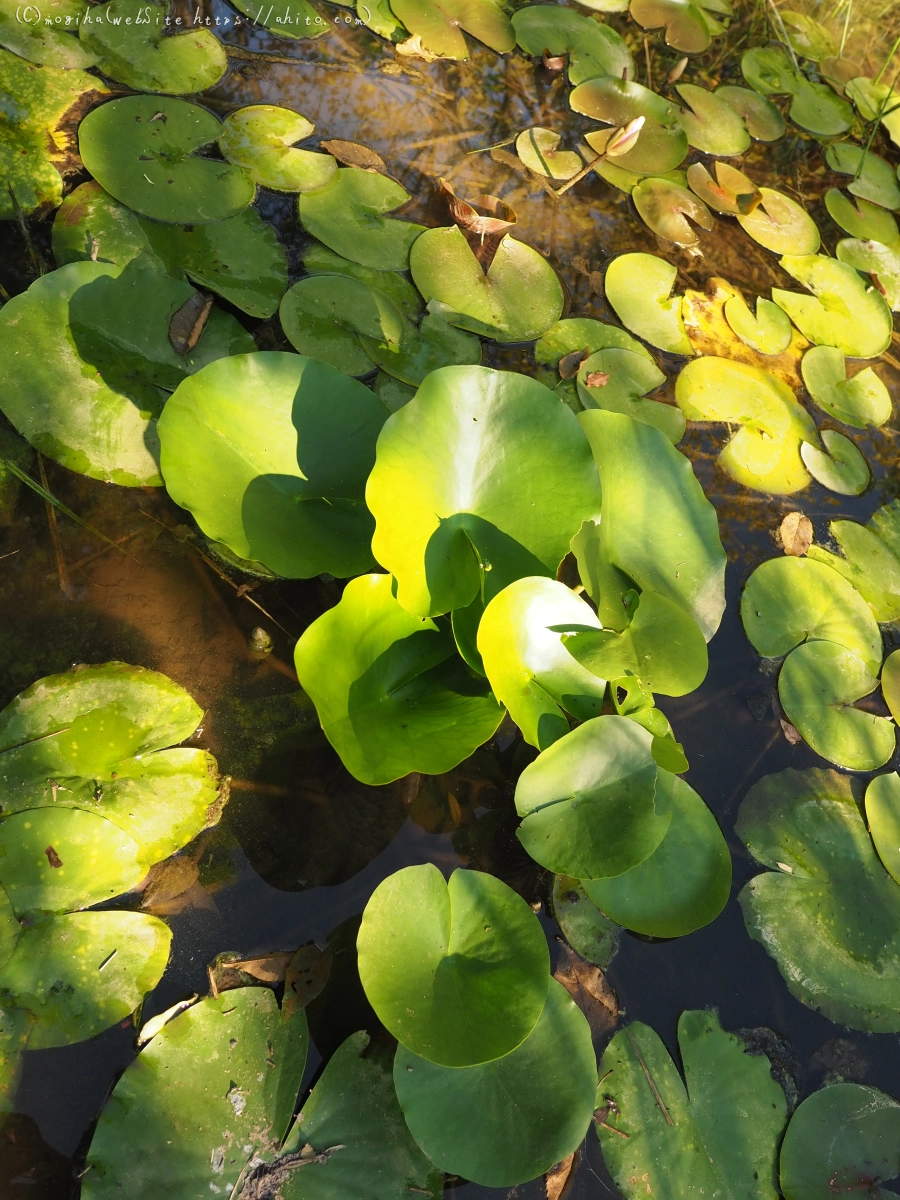 残暑の夏草 - 14