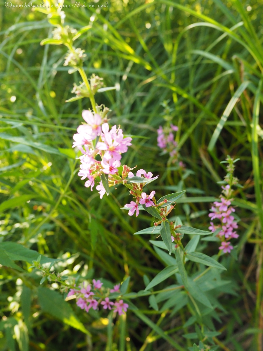 残暑の夏草 - 15