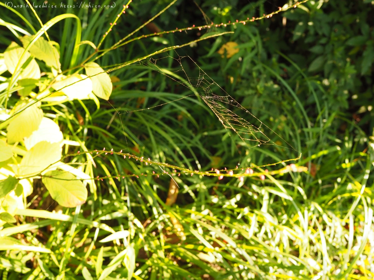 残暑の夏草 - 16