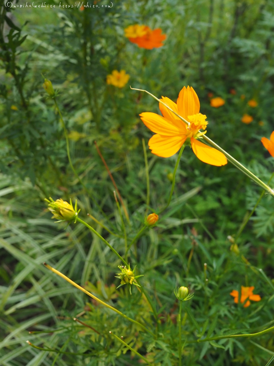 残暑の夏草 - 22