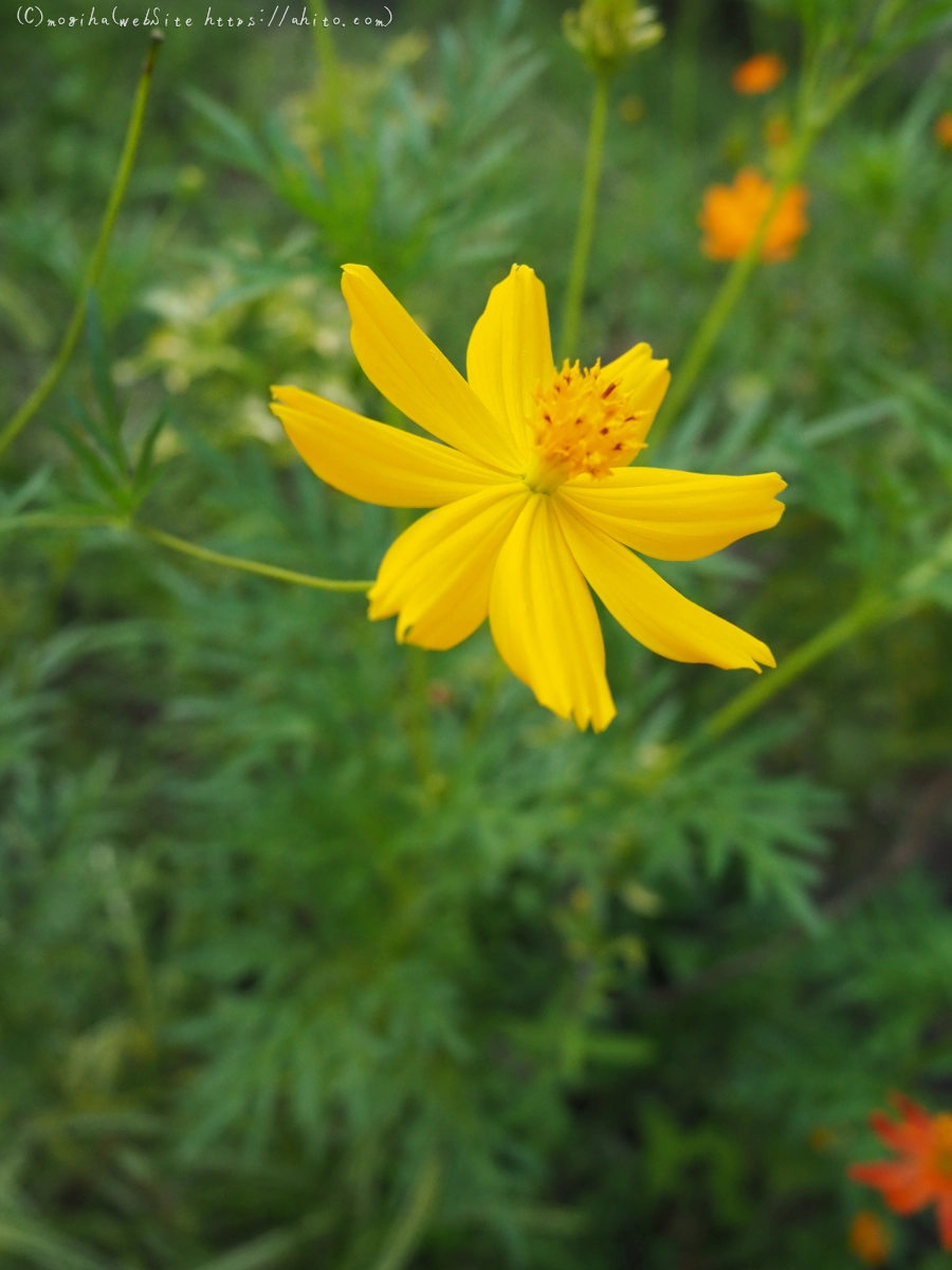 残暑の夏草 - 23