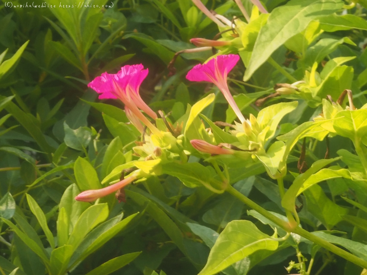 花と草(オールドレンズ) - 07