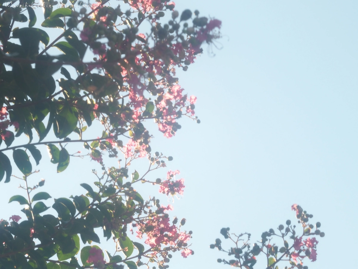 花と草(オールドレンズ) - 09