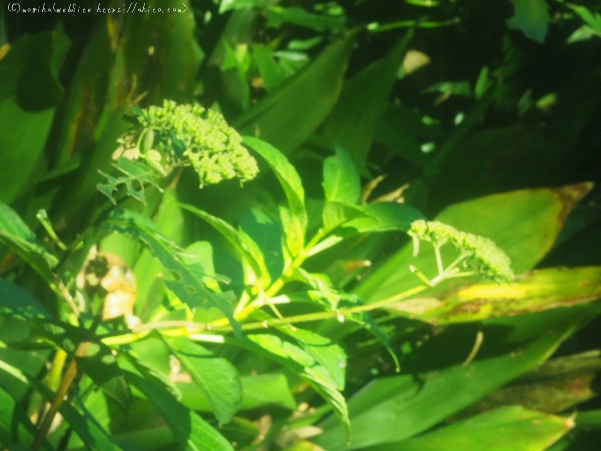 花と草(オールドレンズ) - 19