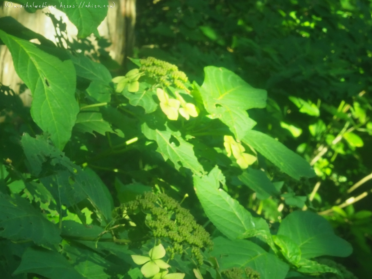 花と草(オールドレンズ) - 21