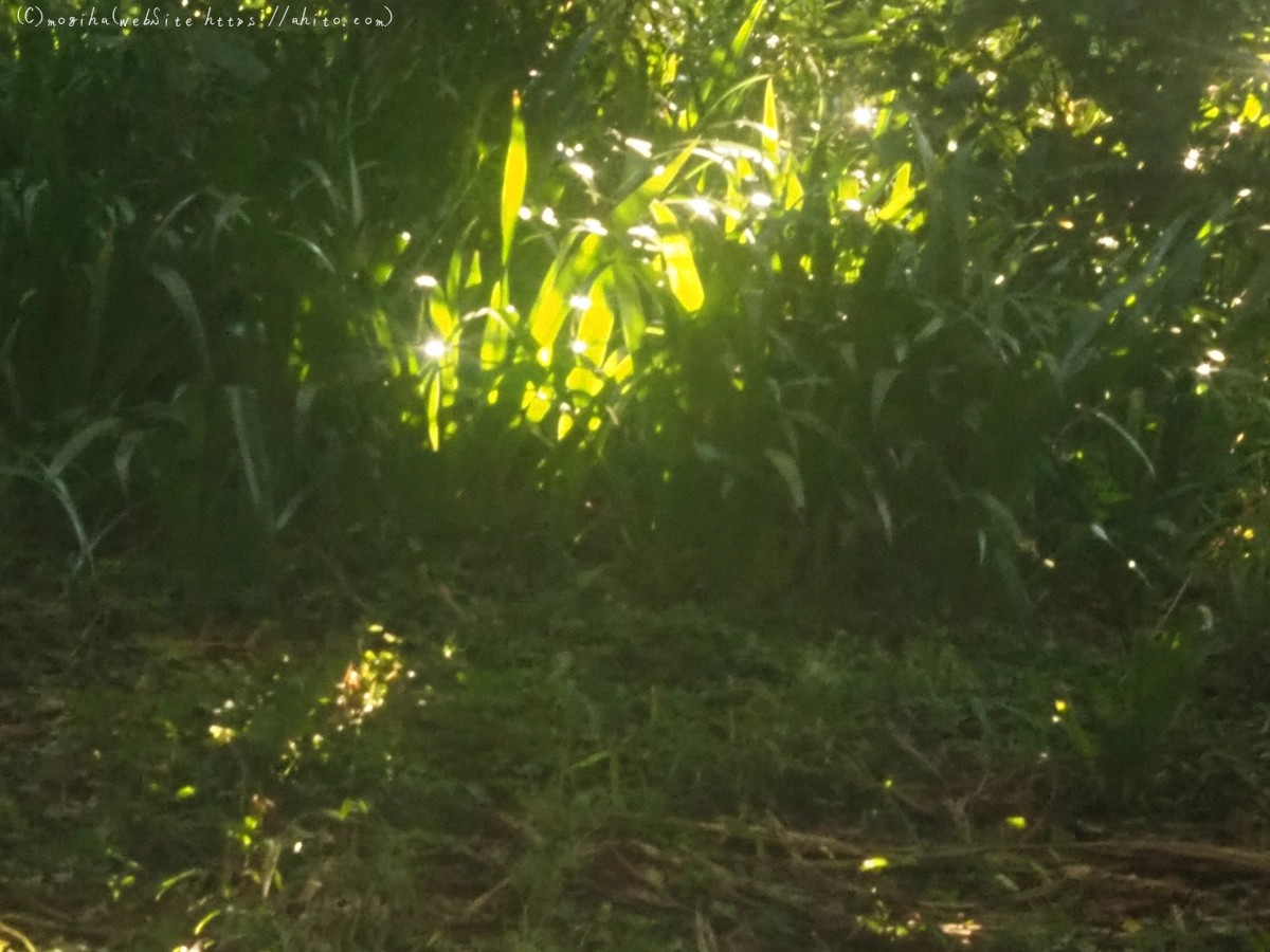 花と草(オールドレンズ) - 23