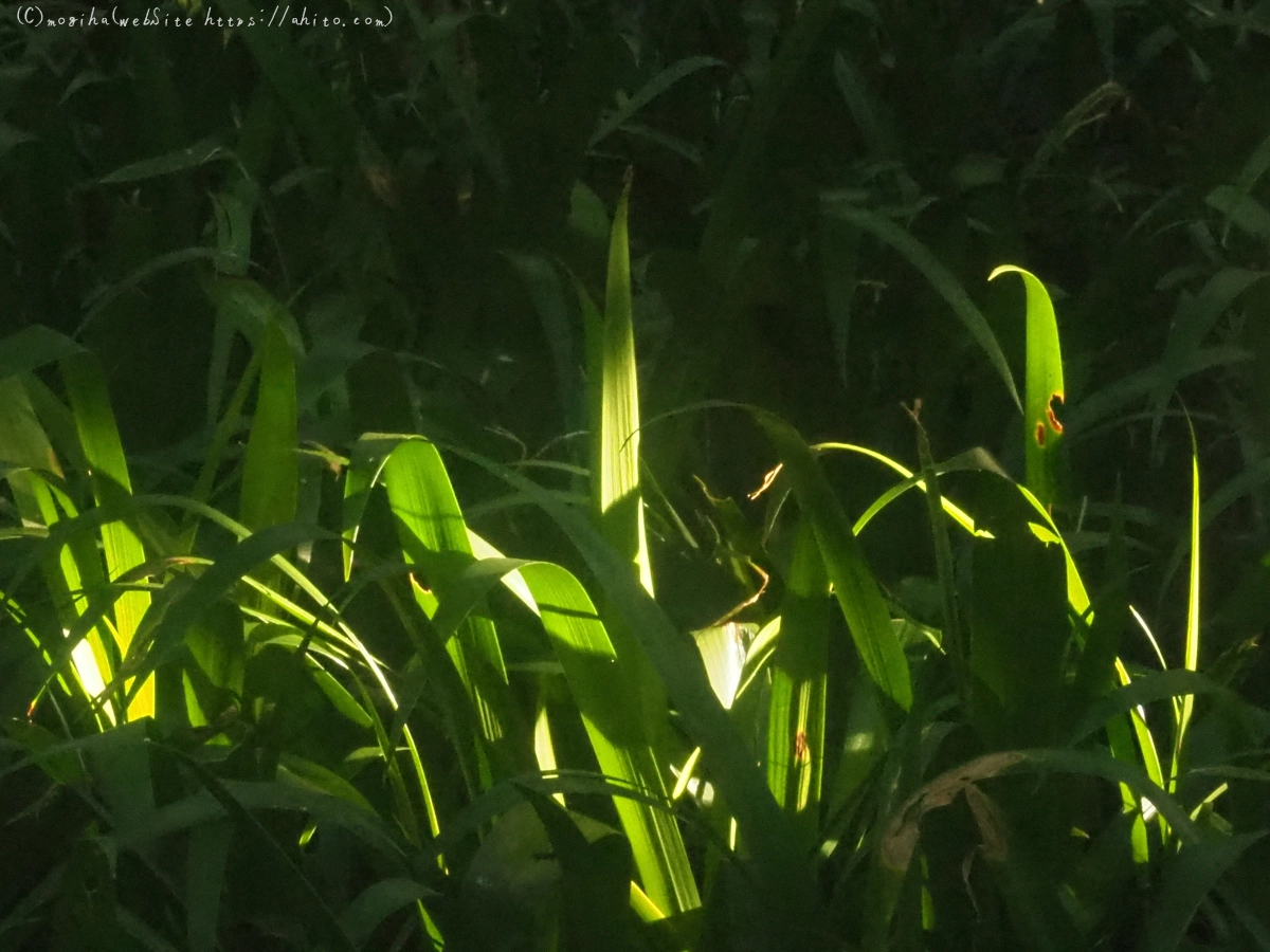 花と草(オールドレンズ) - 26