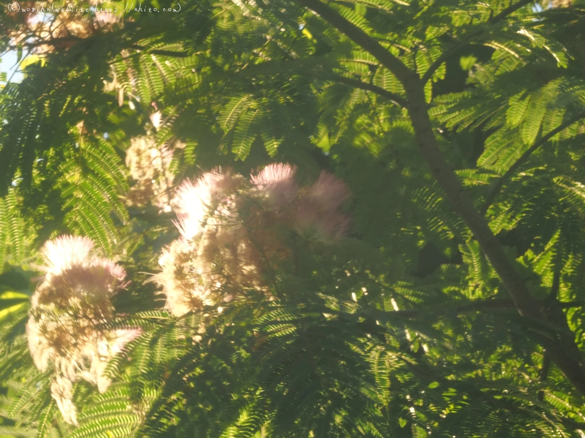 花と草(オールドレンズ) - 37