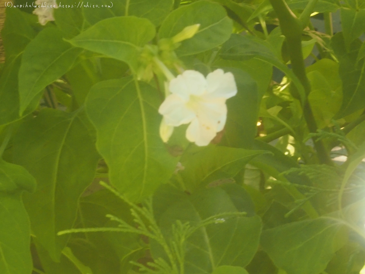 花と草(オールドレンズ) - 39