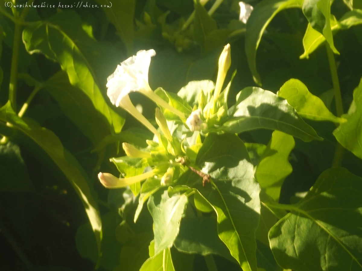 花と草(オールドレンズ) - 42