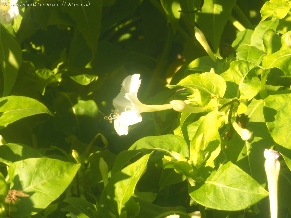 花と草(オールドレンズ) - 47