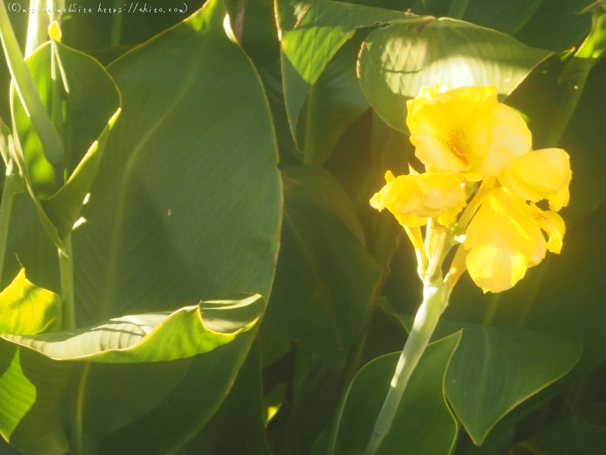 池と草(オールドレンズ) - 01
