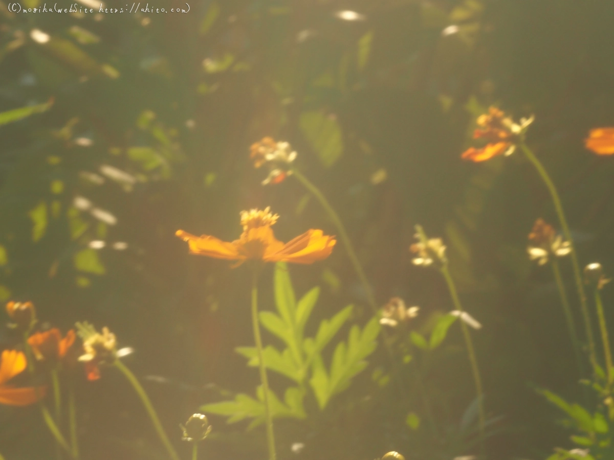 池と草(オールドレンズ) - 06