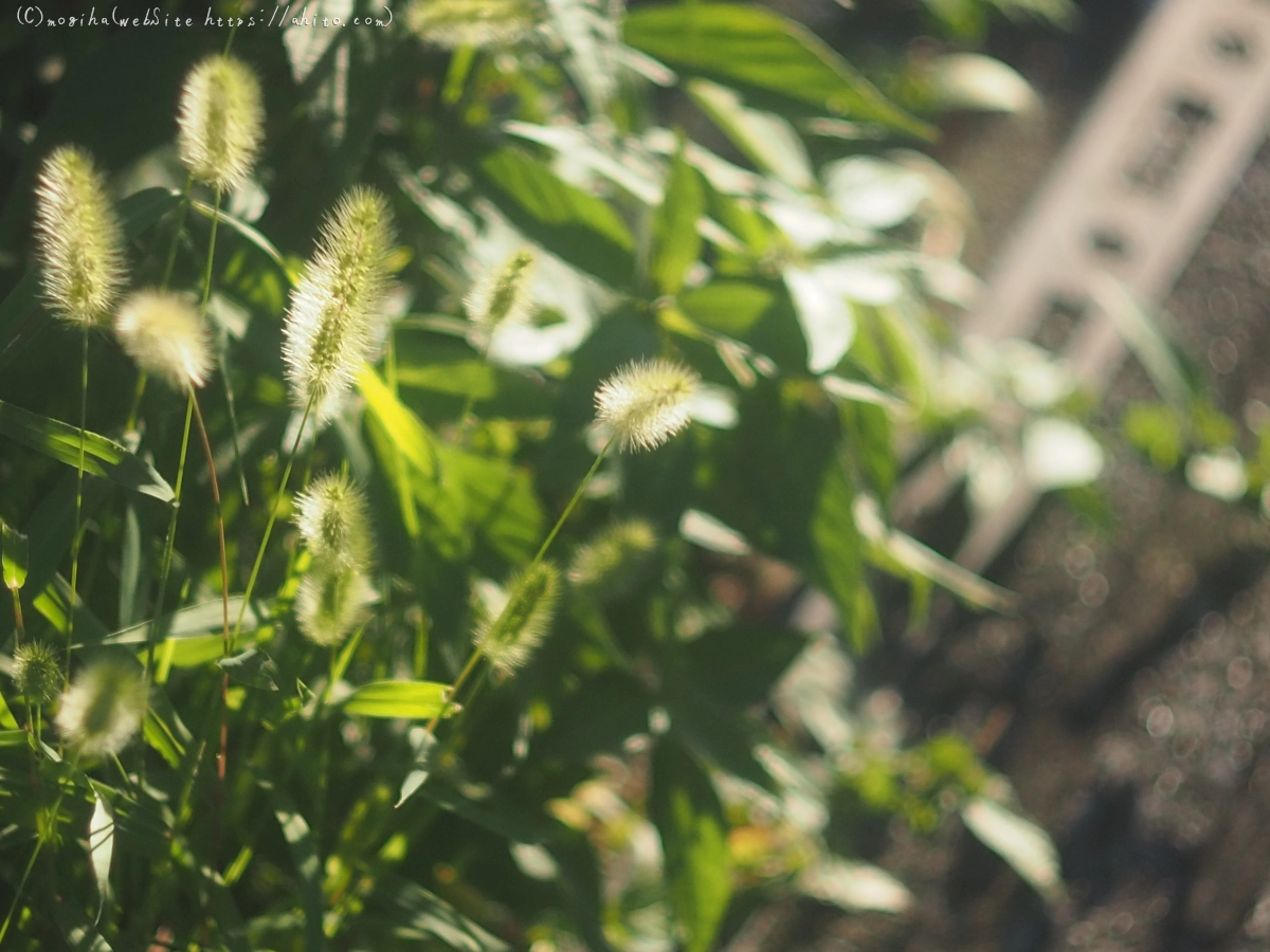 池と草(オールドレンズ) - 09