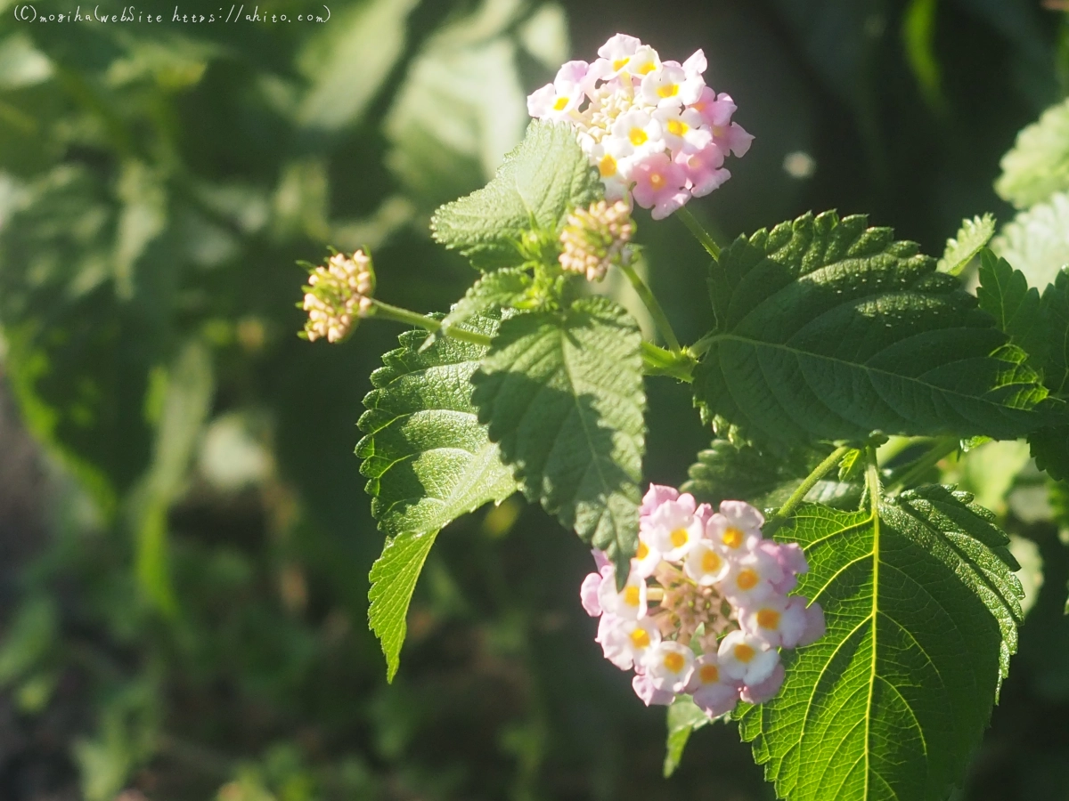 池と草(オールドレンズ) - 11