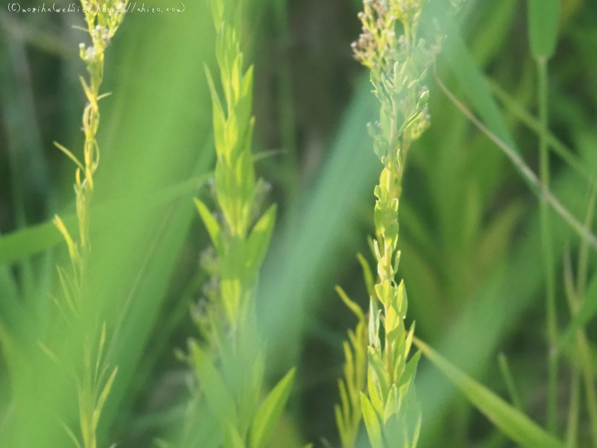 池と草(オールドレンズ) - 12