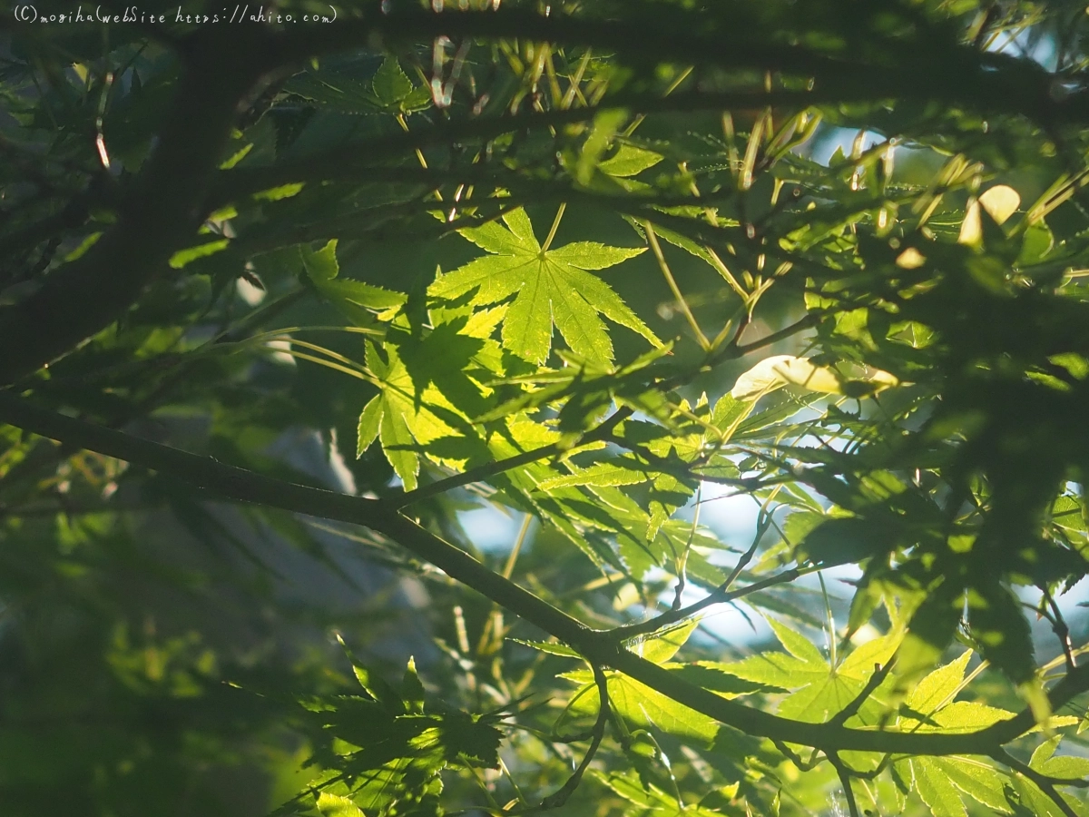 池と草(オールドレンズ) - 15