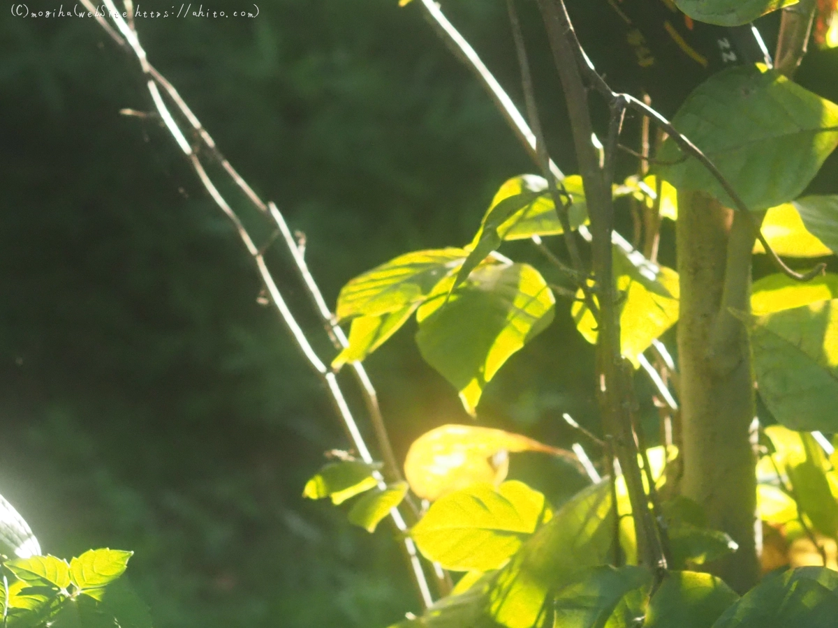 池と草(オールドレンズ) - 16