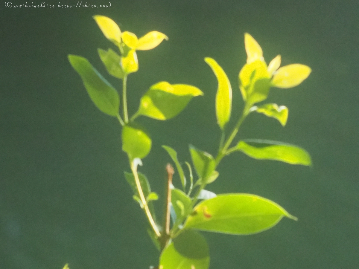 池と草(オールドレンズ) - 20