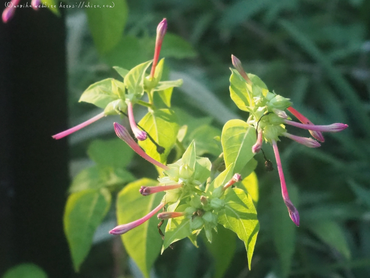 池と草(オールドレンズ) - 21