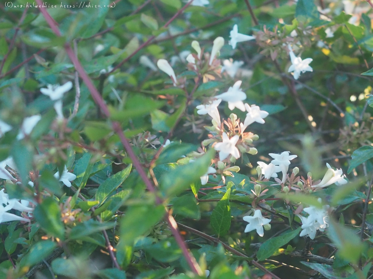 池と草(オールドレンズ) - 23