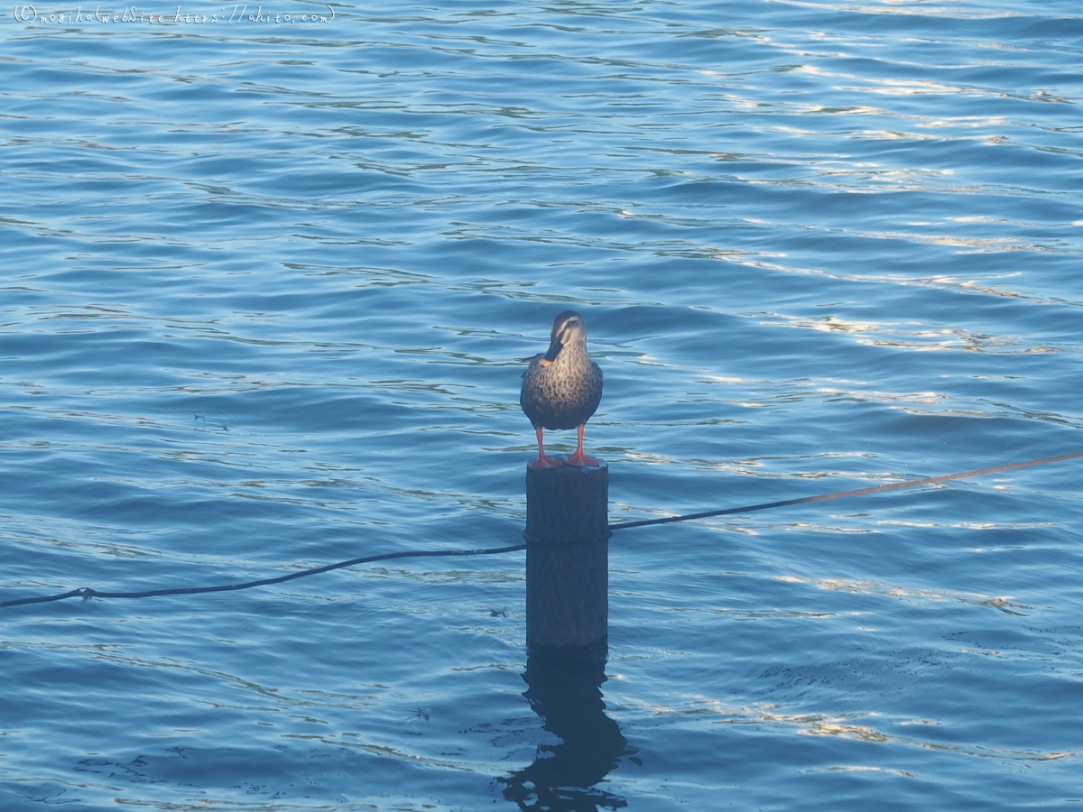 池と草(オールドレンズ) - 24