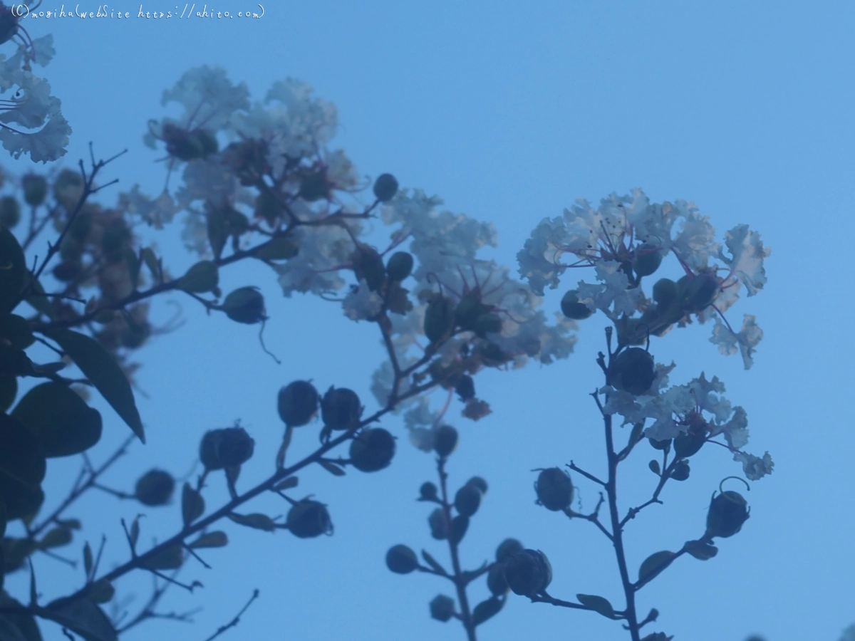 池と草(オールドレンズ) - 26