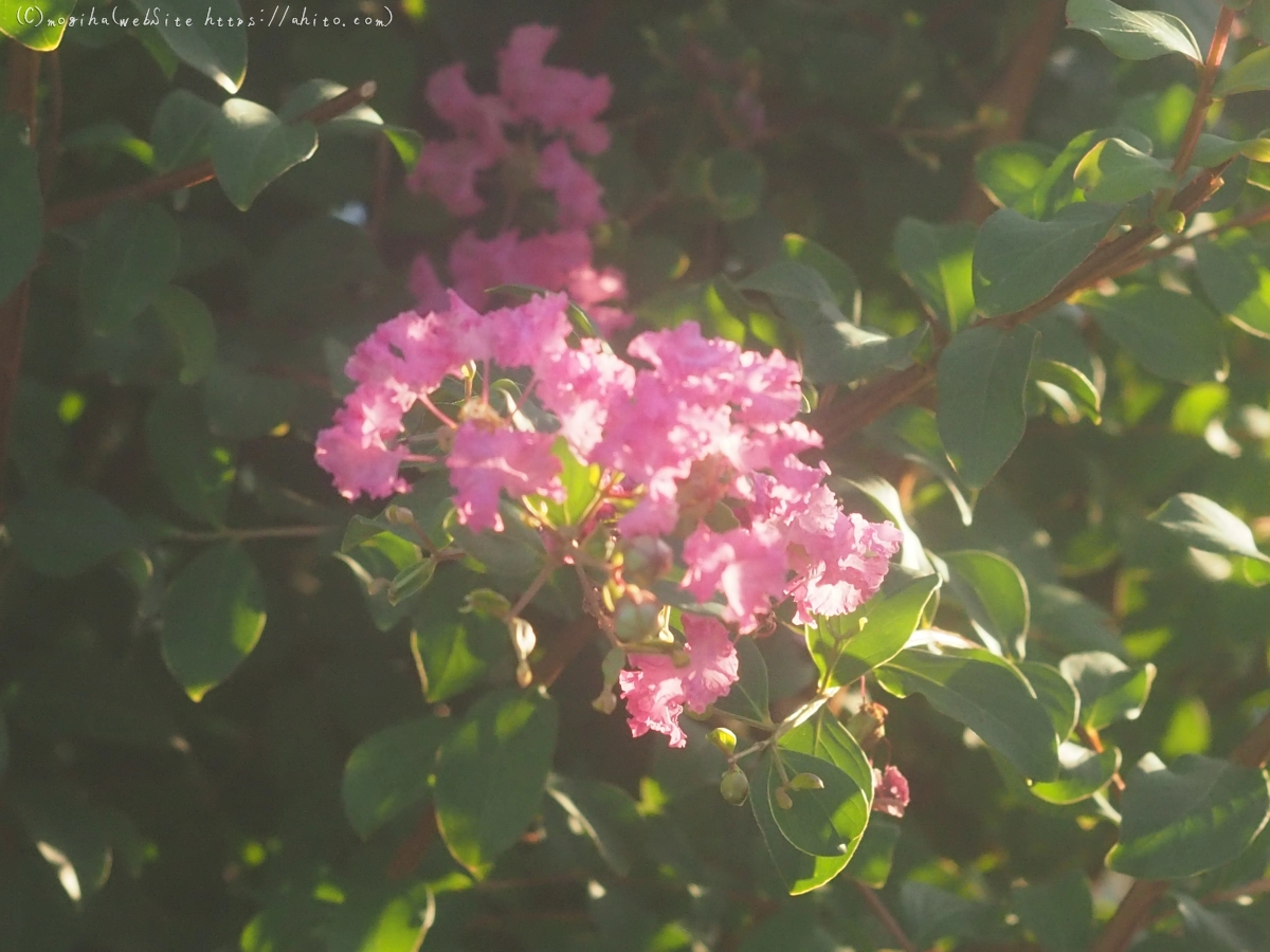 朝の散歩、花いろいろ - 01