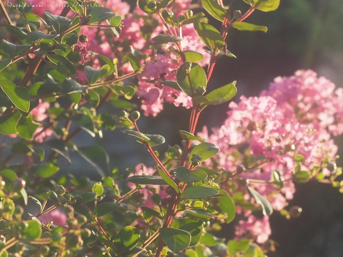 朝の散歩、花いろいろ - 04