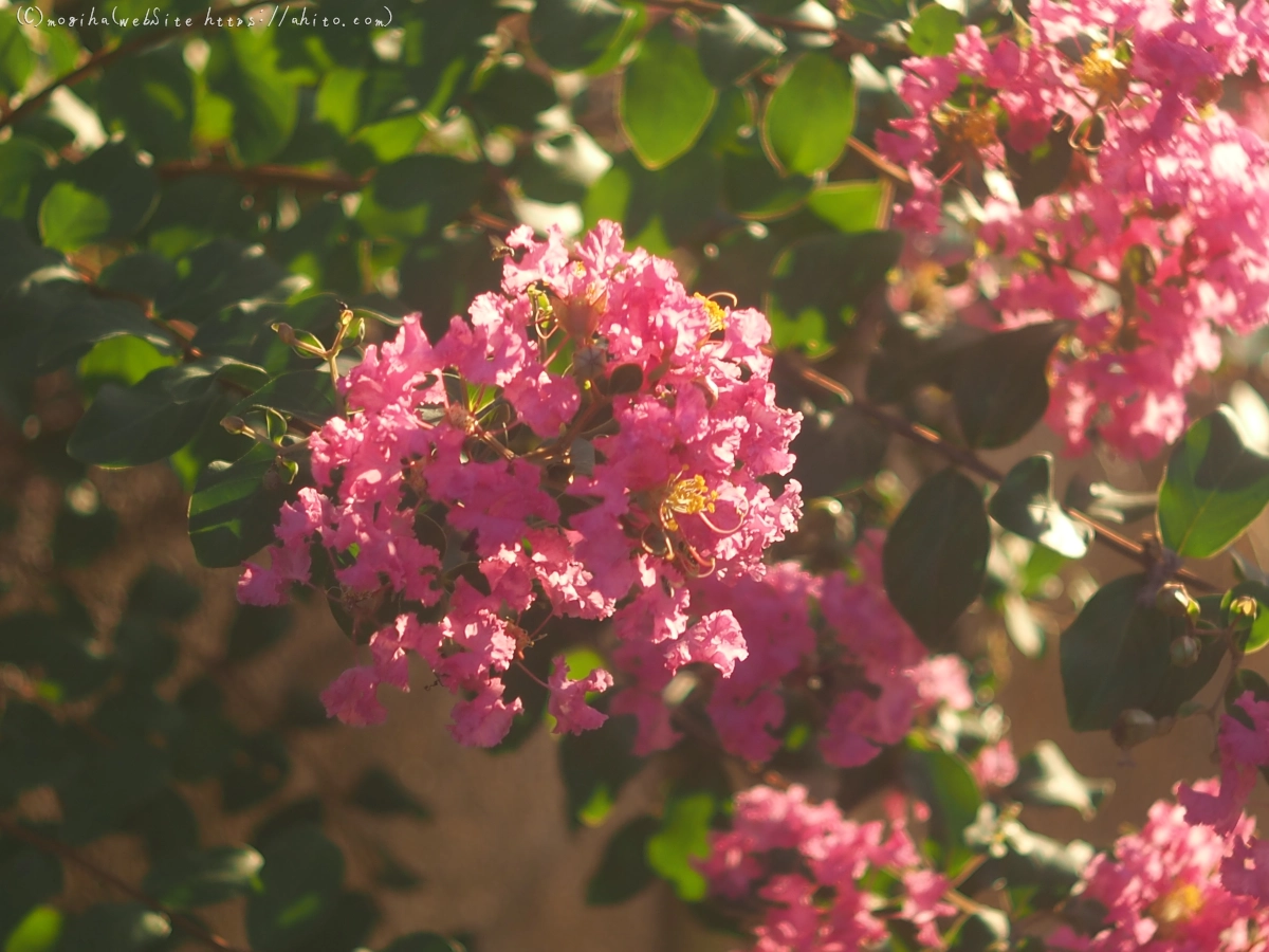 朝の散歩、花いろいろ - 06