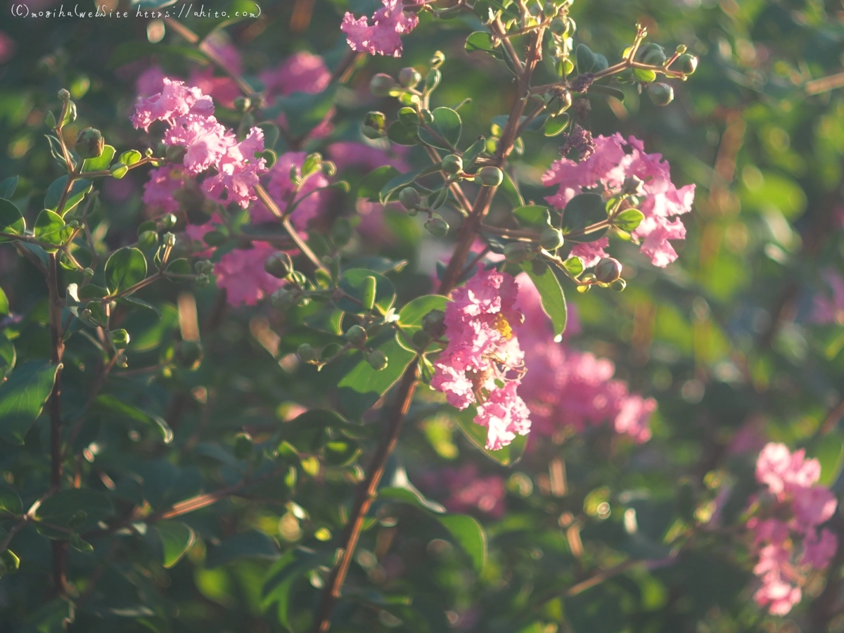 朝の散歩、花いろいろ - 09
