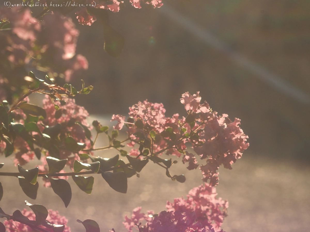 朝の散歩、花いろいろ - 12